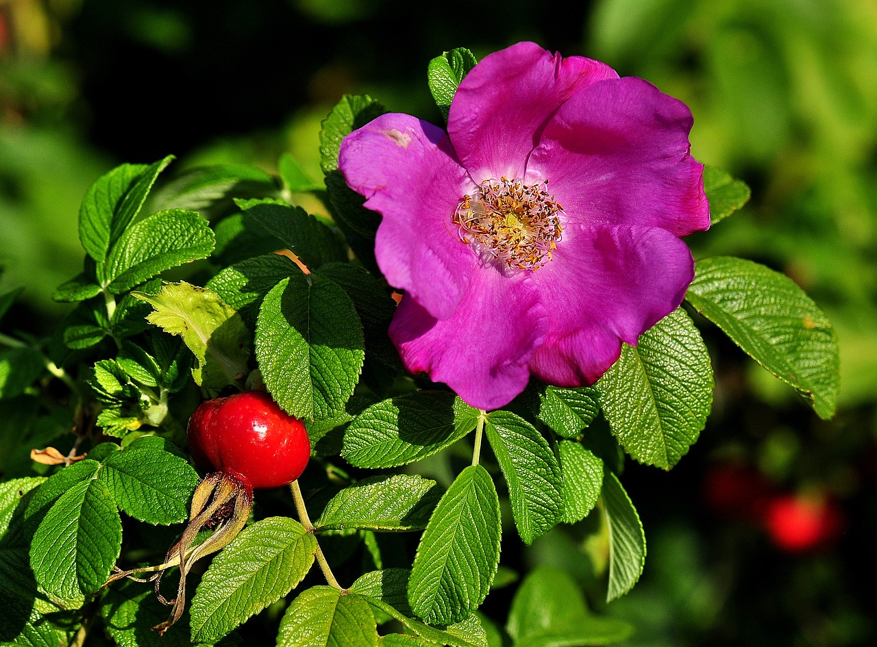 How to Grow Edible Flowers in Your Garden